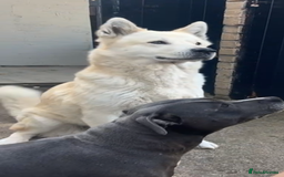 Akita dogs for sale: Akita 5 year old - Image 2
