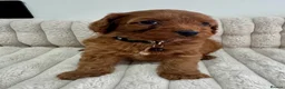 Cockapoo dogs for sale: Deep Red Cockapoo Puppies - Advert 4