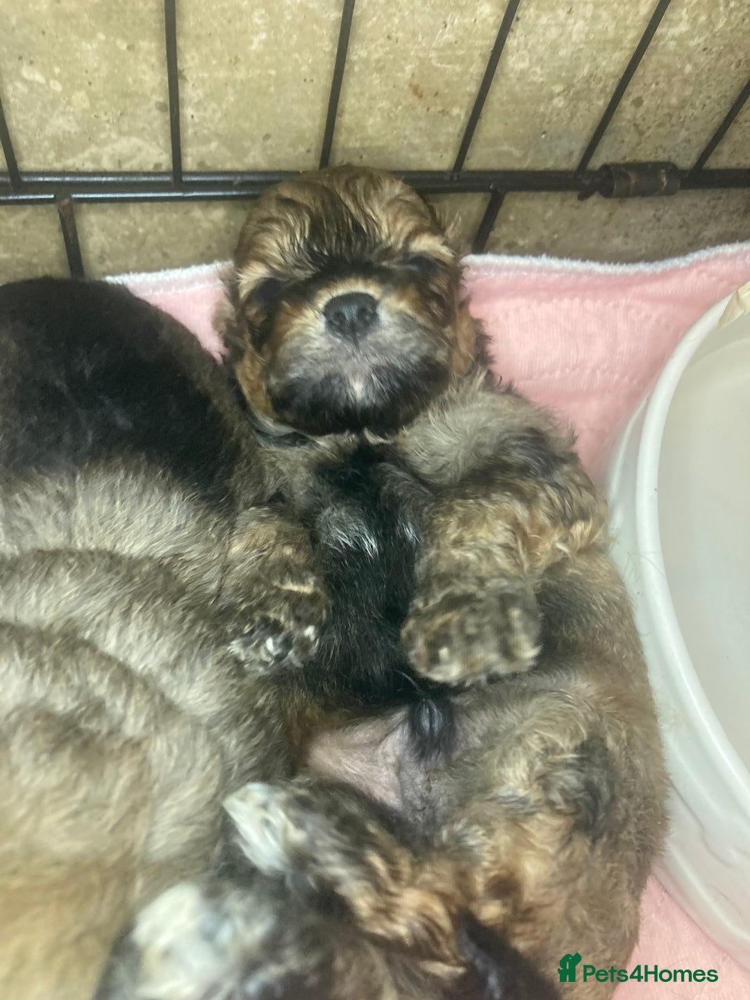 Shihpoo dogs for sale: Payment plans available Toy shihpoo puppies  - Image 4