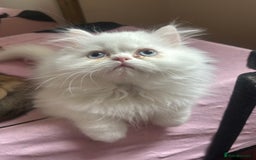Persian cats for sale: Pure Persian baby's looking lovely home   - Image 1