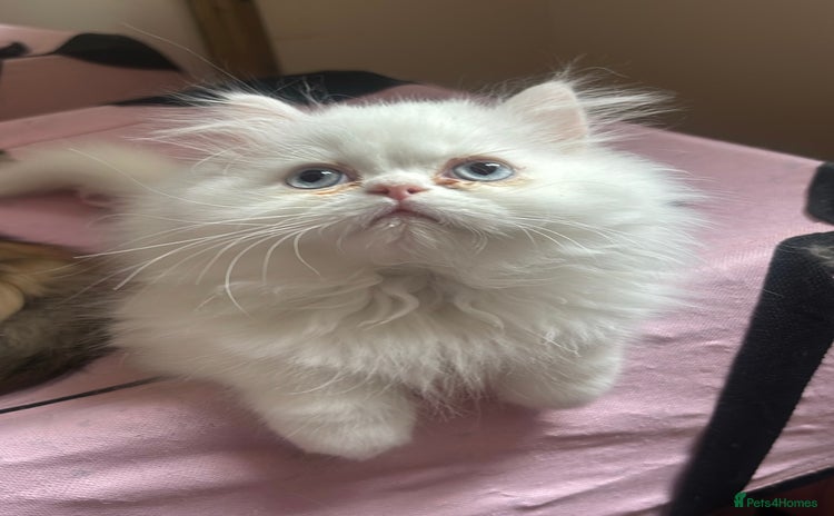 Persian cats - Advert 8