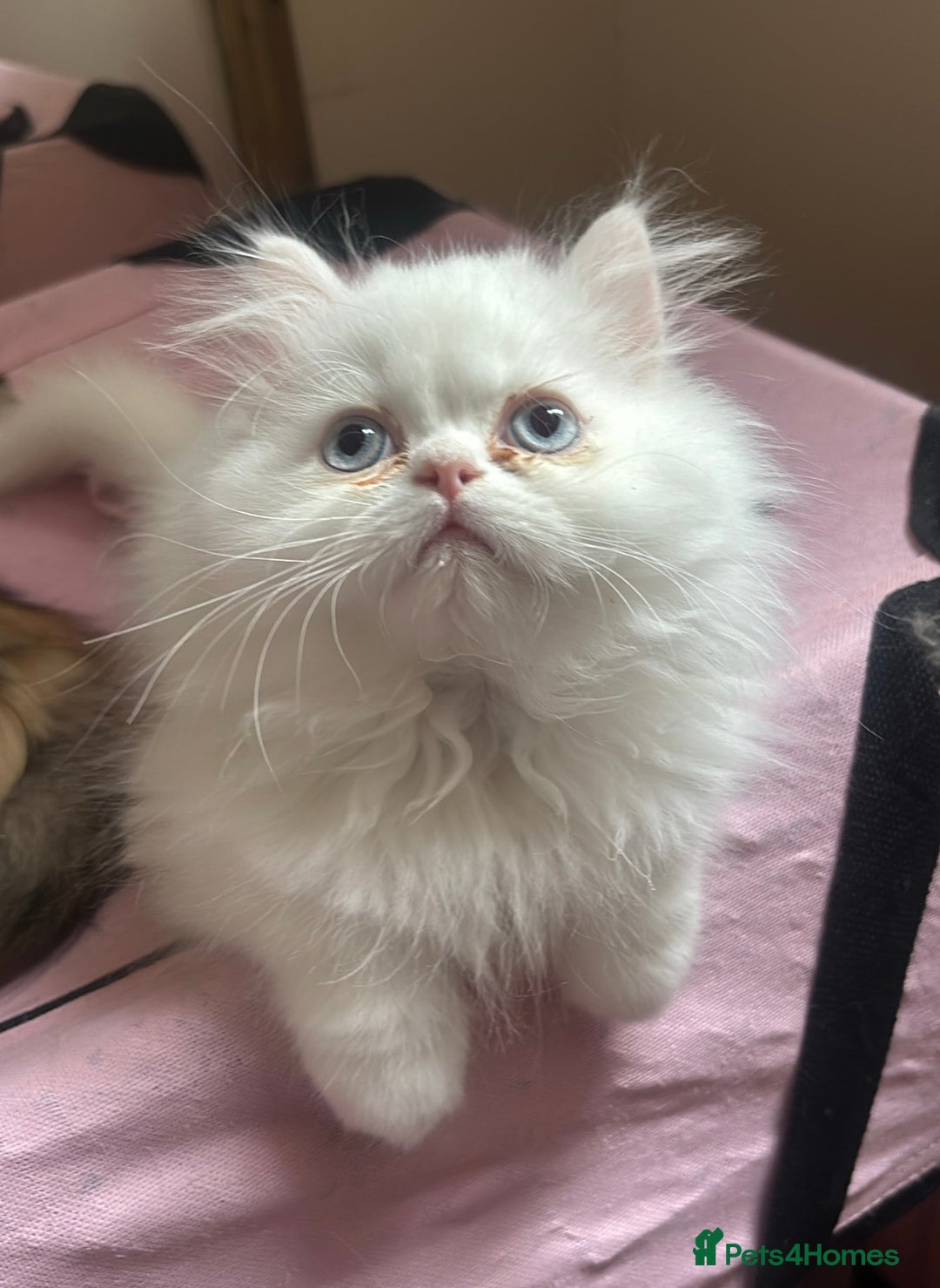 Persian cats for sale: Pure Persian baby's looking lovely home   - Image 1