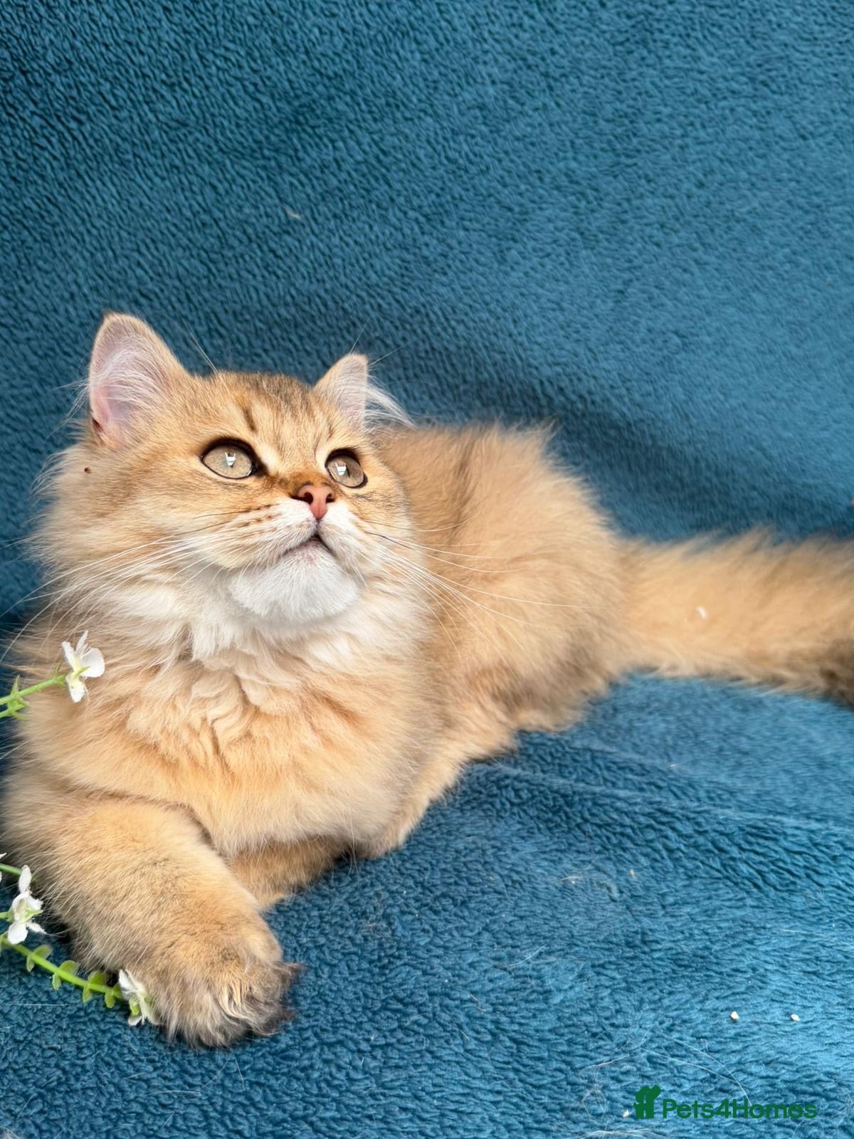 British Longhair cats ✨TICA REGISTERED GOLDEN LONGHAIR KITTENS✨ - Advert 5