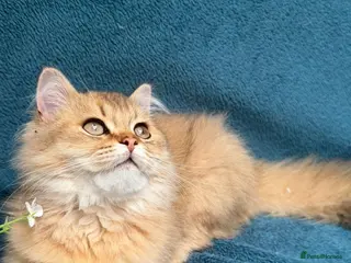 British Longhair cats ✨TICA REGISTERED GOLDEN LONGHAIR KITTENS✨ - Advert 5