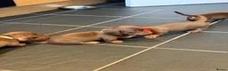 Dachshund dogs for sale: Dachshund puppies - Advert 4