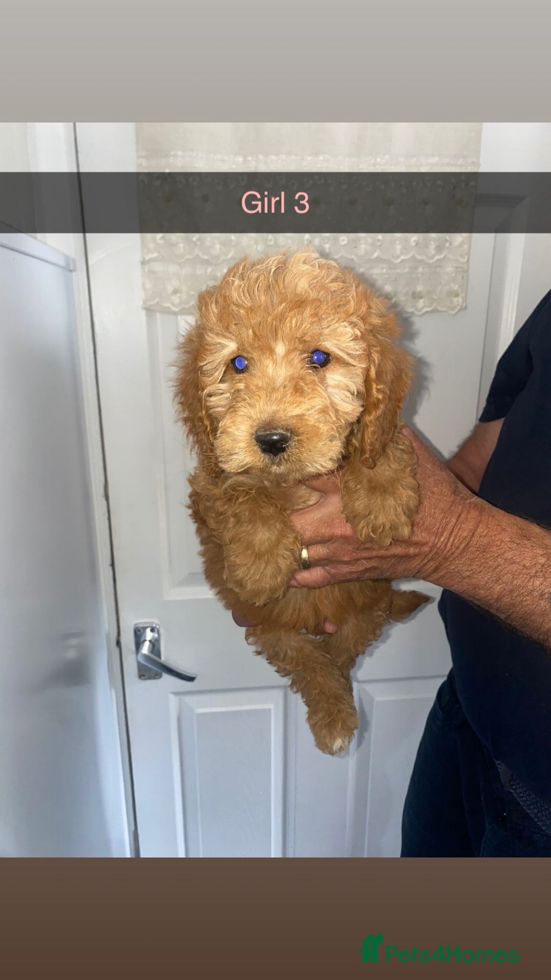 Cockapoo dogs for sale: cockapoo pups - Image 10