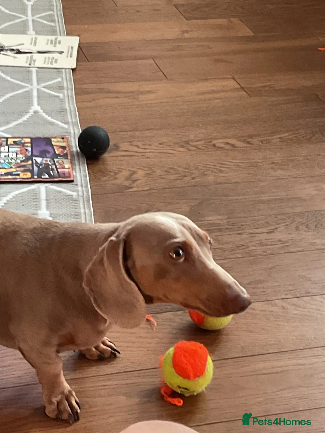 Dachshund dogs for sale: Pip sevier in Havant - Advert 2