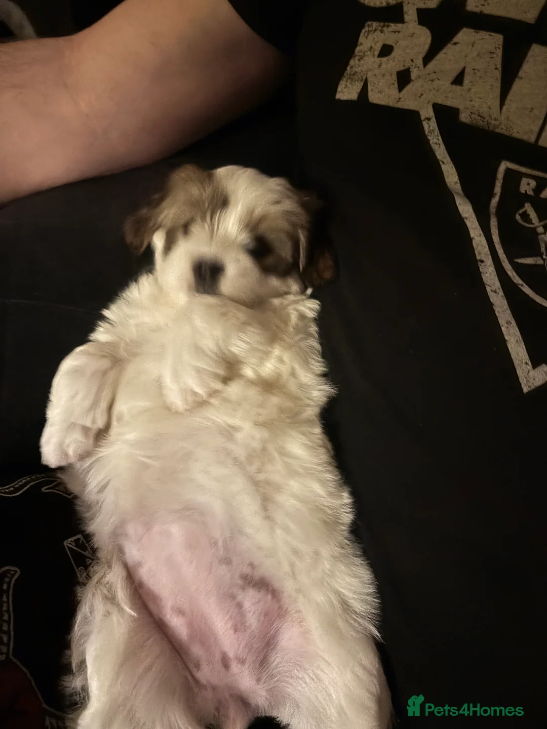 Mixed Breed dogs for sale: Now good to go . - Advert 6