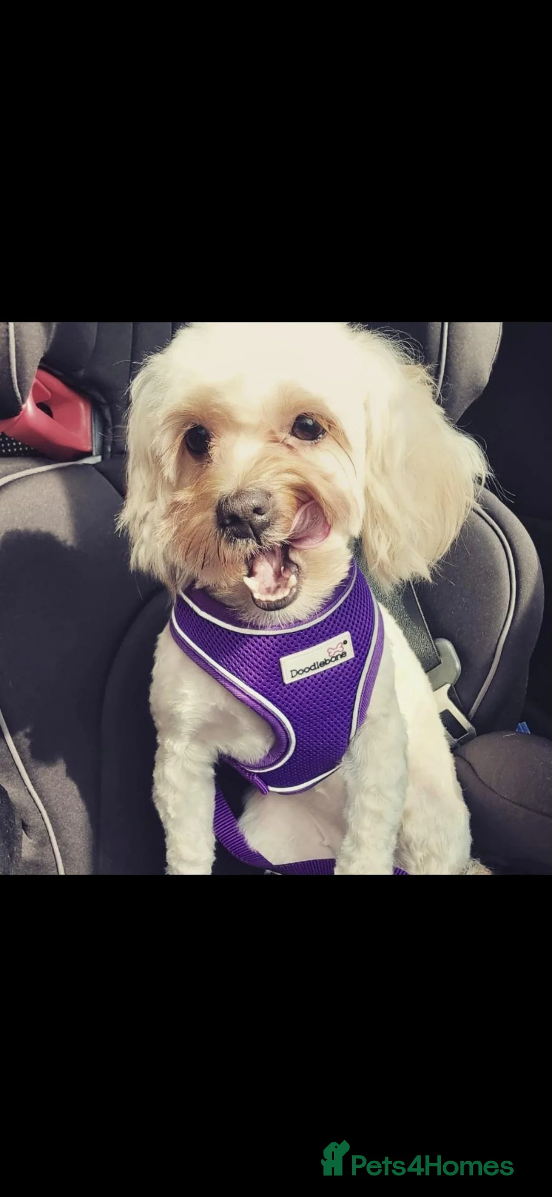 Maltipoo dogs for sale: Beautiful girl looking for a loving new home - Advert 8