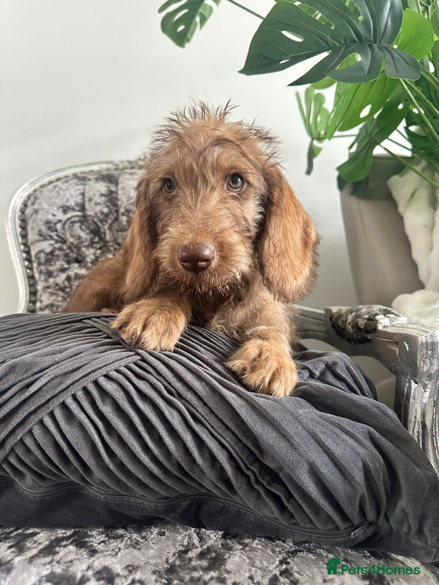 Labradoodle dogs Labradoodles puppies  ready now  - Advert 4