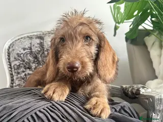 Labradoodle dogs Labradoodles puppies ready now - Advert 13