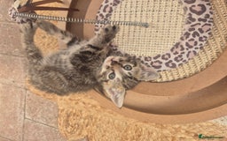 Maine Coon cats for sale: Maine coon x kittens - Image 9