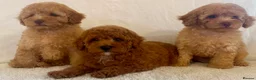 Toy Poodle dogs for sale: Toy poodle puppies  in Wakefield - Advert 6