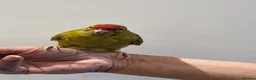 Parakeets birds for sale: Handreared baby Kakariki for sale  - Advert 4