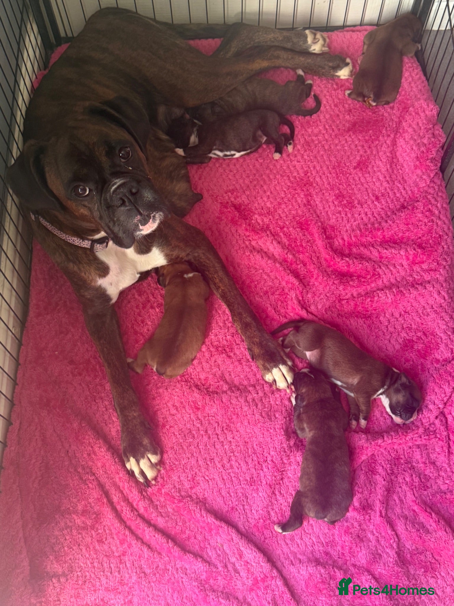 Boxer dogs Stunning Kc bobtail and tail boxers  - Advert 1