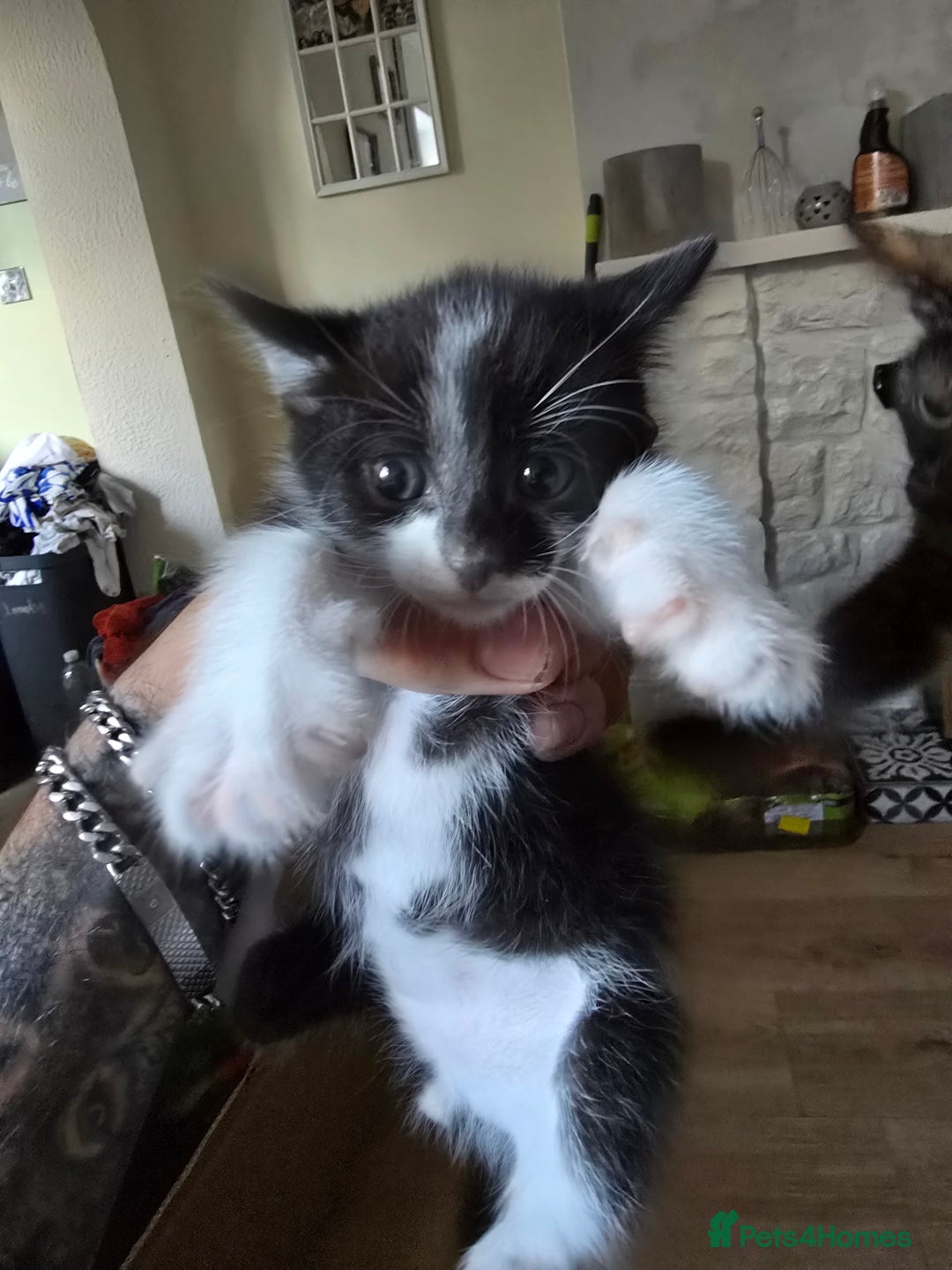 Domestic Shorthair cats for sale: Kittens  - Image 7