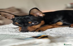 Miniature Pinscher dogs for sale: Black & tan male miniature pinscher 4 years old - Image 4