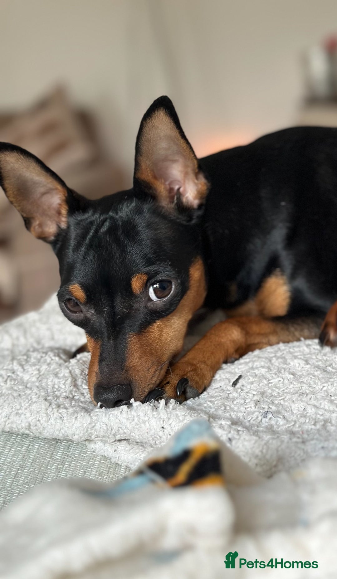 Miniature Pinscher dogs for sale: Black & tan male miniature pinscher 4 years old - Image 4