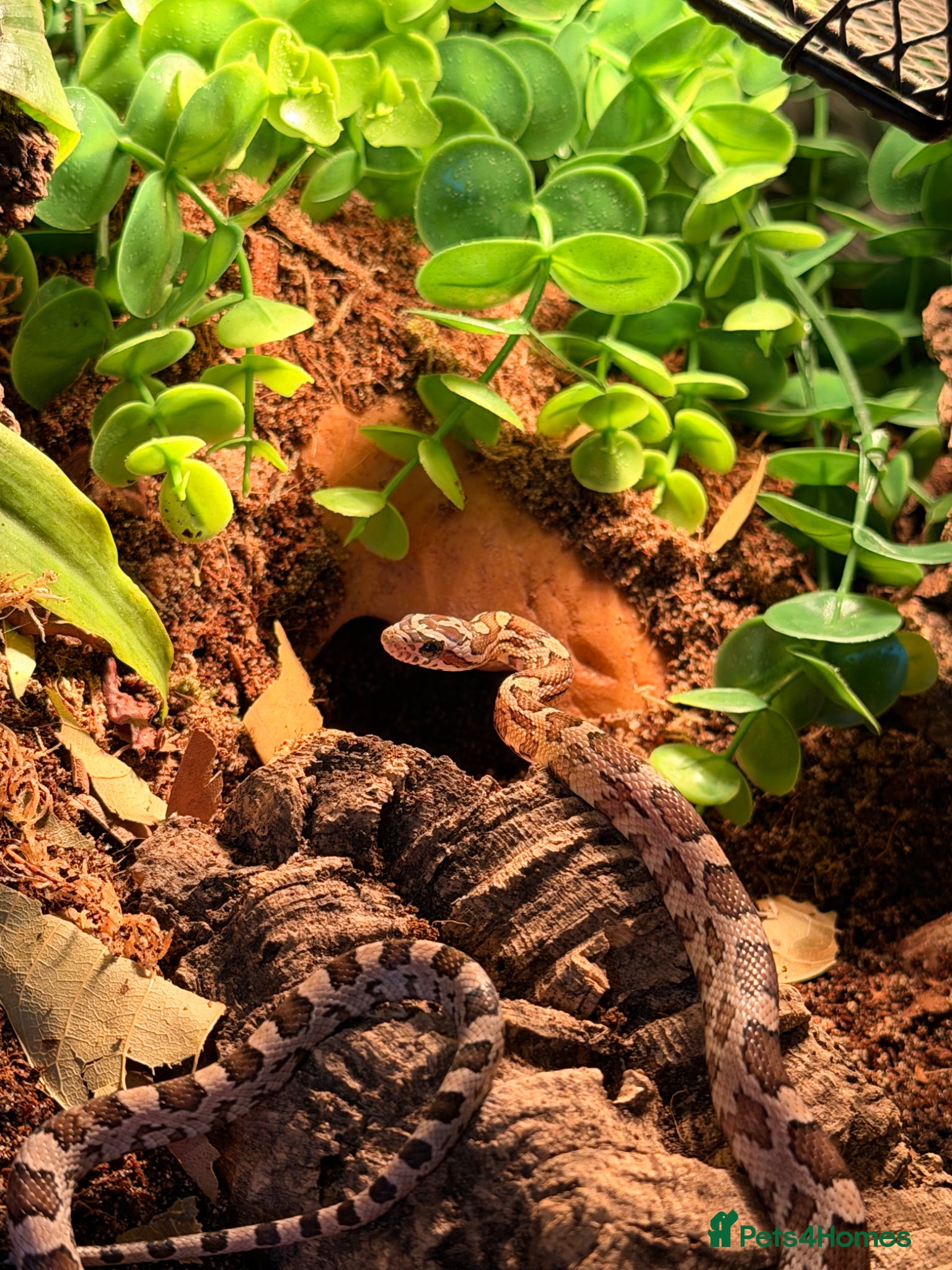 Corn Snake reptiles baby Corn Snakes - Advert 4