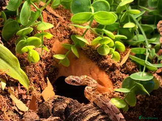 Corn Snake reptiles baby Corn Snakes - Advert 4
