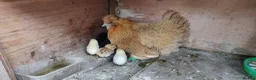 Chickens poultry for sale: Newborn baby chicks for sale in London  - Advert 3