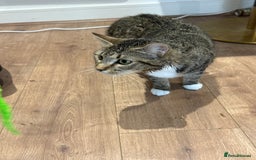 Domestic Shorthair cats for sale: Looking for a Loving Home for Our Two Cats! 🐾 - Image 9