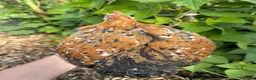 Chickens poultry for sale: Beautiful Pekin Bantam looking for home  - Advert 4