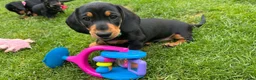 Miniature Dachshund dogs for sale: Miniature short haired Dachshund Puppy’s - Advert 30