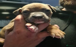 American Bully dogs for sale: Beautiful amarican pocket bullys  - Advert 4