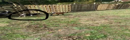 Goats livestock for sale: 3 Pygmy billy goats in Woking - Advert 4