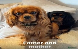 Cavalier King Charles Spaniel dogs for sale: Beautiful Cavalier Puppies - Fully health tested  - Image 5