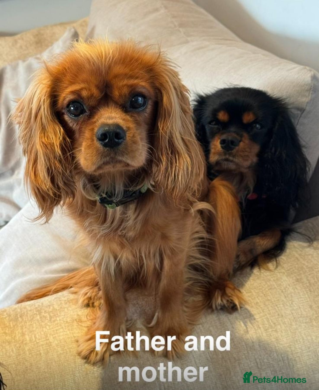 Cavalier King Charles Spaniel dogs for sale: Beautiful Cavalier Puppies - Fully health tested  - Image 5