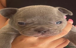 French Bulldog dogs for sale: Ready to leave on the 12th of September - Image 25