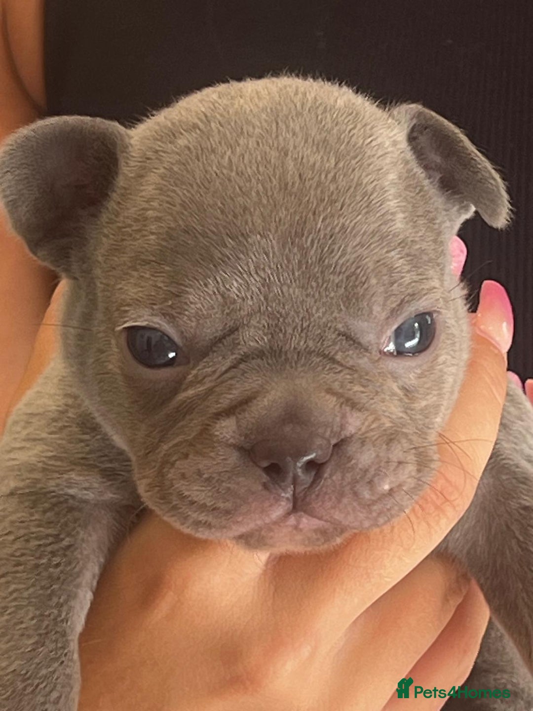 French Bulldog dogs for sale: Ready to leave on the 12th of September - Image 25