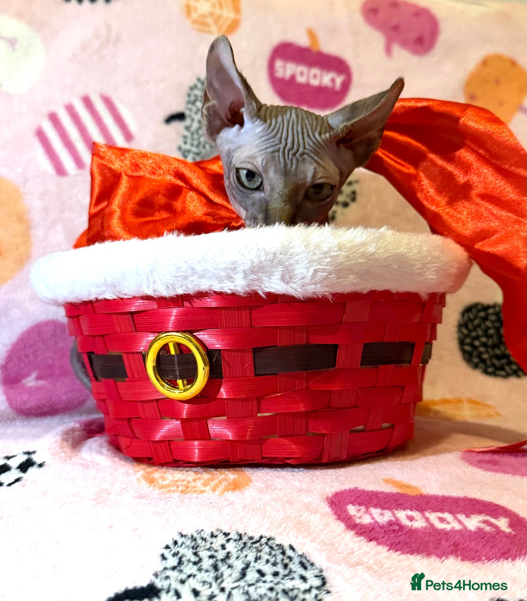 Sphynx cats for sale:  ** ✨ Exquisite Sphynx Kittens  **  - Advert 11