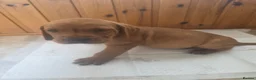 Mixed Breed dogs for sale: ALL REHOMED Vizslador Puppies  - Advert 39