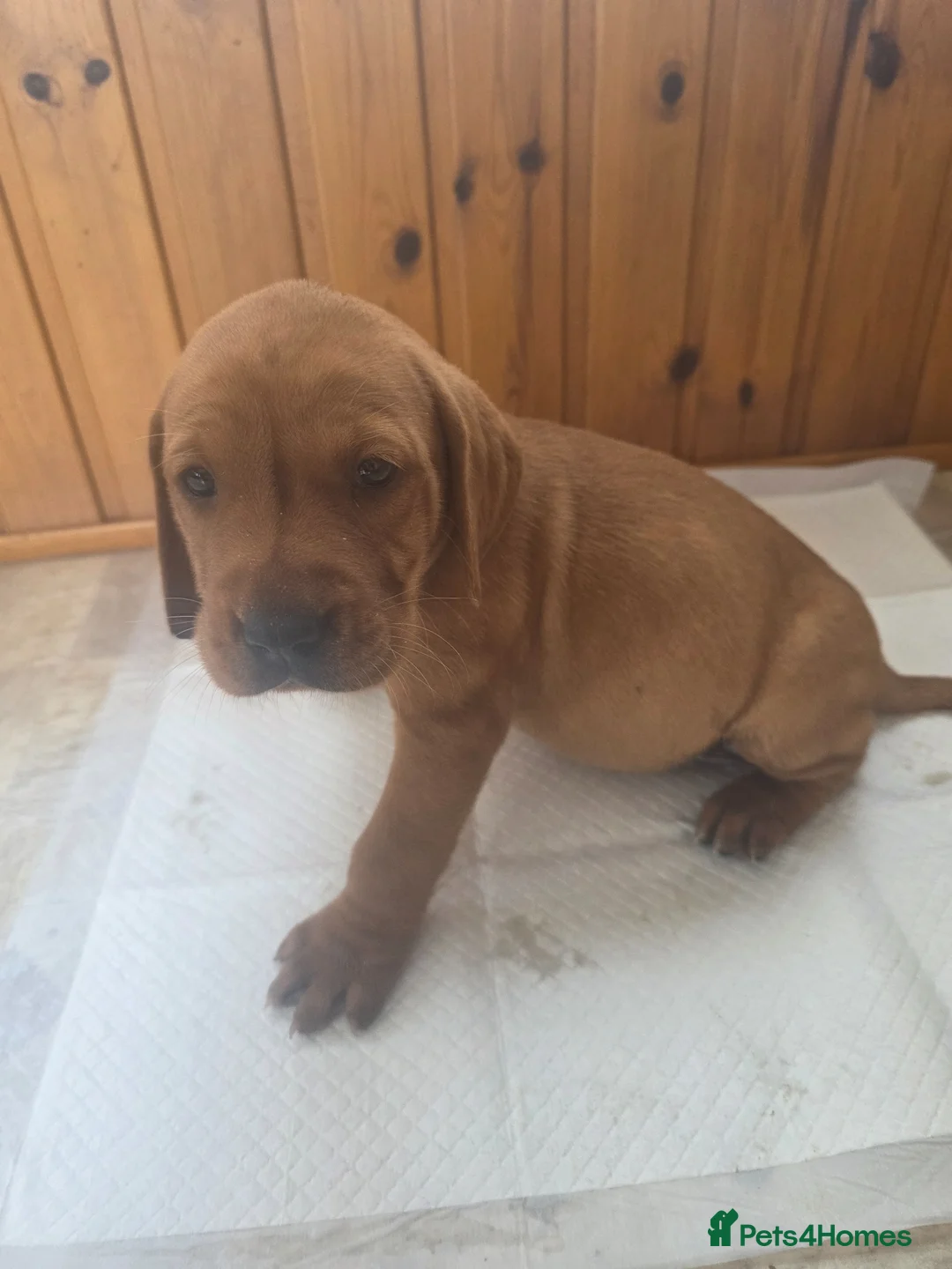 Mixed Breed dogs for sale: ALL REHOMED Vizslador Puppies  - Advert 39