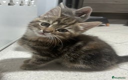 British Longhair cats for sale: 2 Kittens for sale  - Image 3