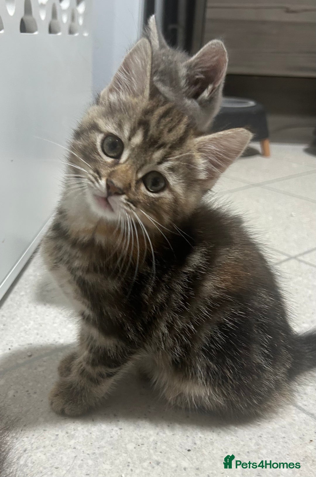 British Longhair cats for sale: 2 Kittens for sale  - Image 3