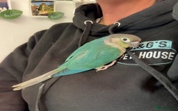 Conures birds for sale: Hand reared baby turquoise male conures,hand tame  - Image 5
