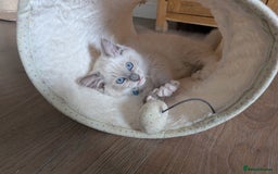 Ragamese cats for sale: 🐾💎Ragdoll X Siamese (Ragamese) Kittens💎🐾 - Image 2