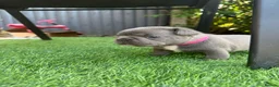 French Bulldog dogs for sale: French Bulldog Puppies - Advert 7