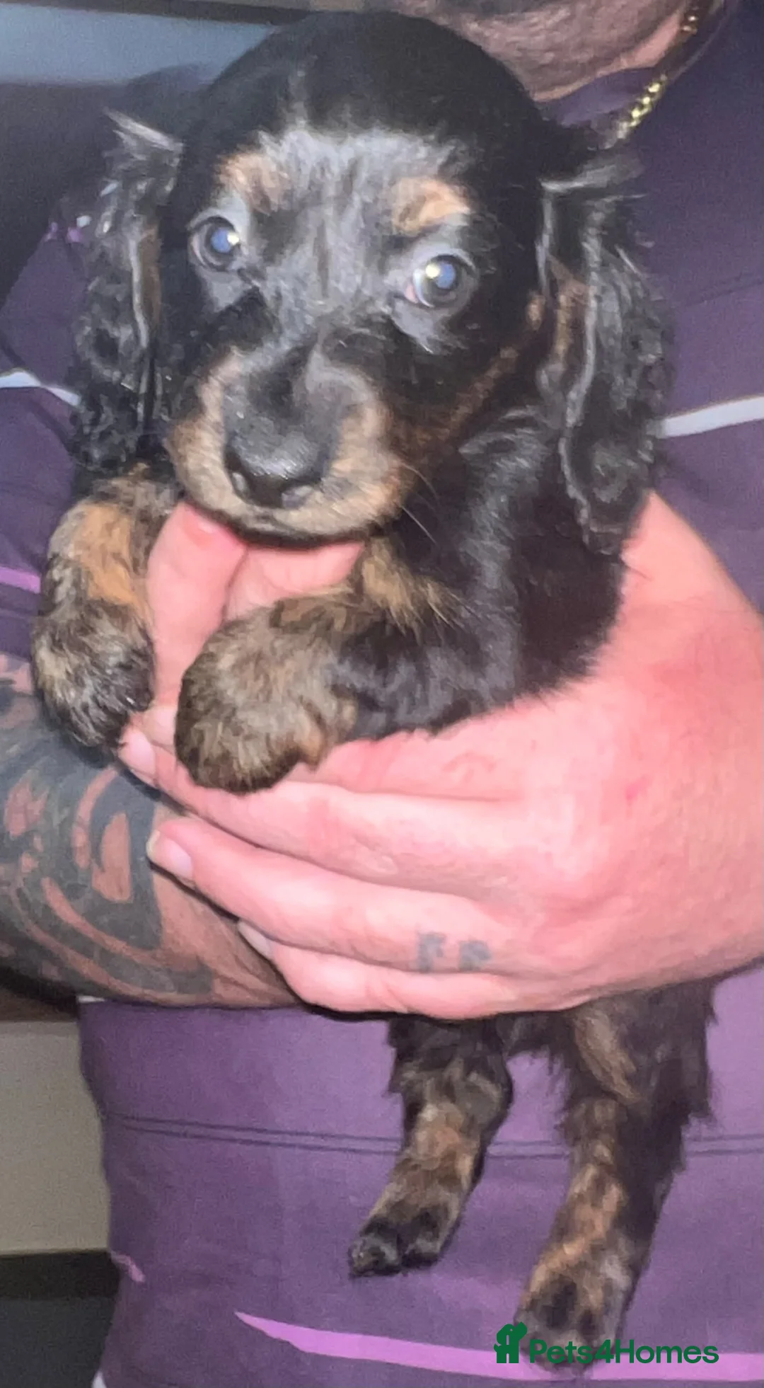 Miniature Dachshund dogs for sale: Long haired miniature dachshund  - Advert 2
