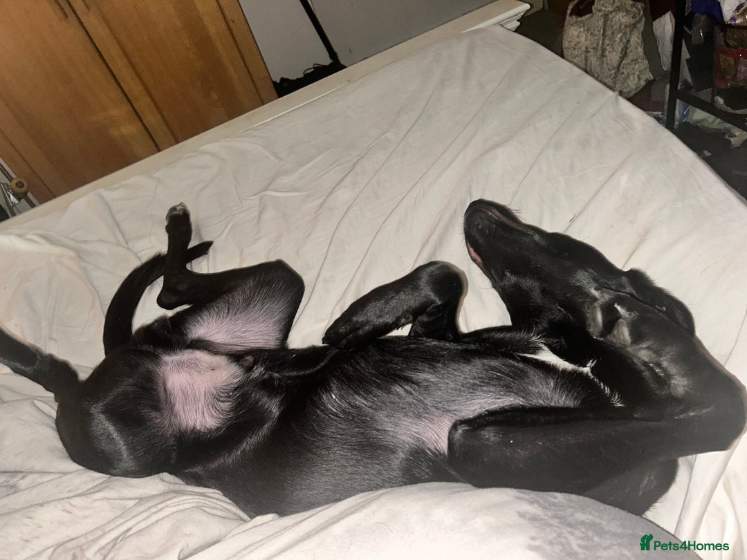 Borador dogs for sale: Labrador/Border Collie Puppy - Advert 2