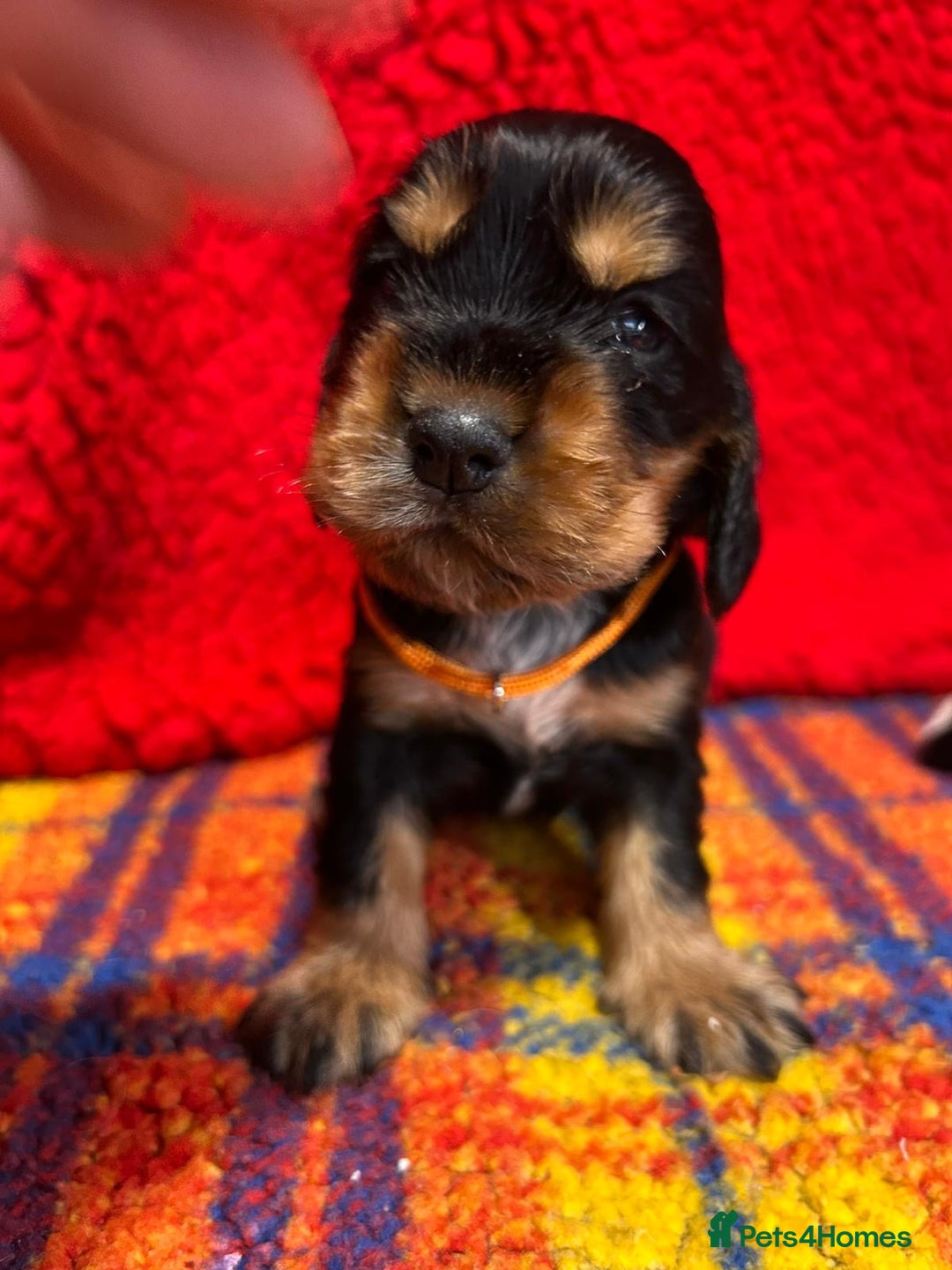 Cocker Spaniel dogs for sale: Kc Reg Cocker Spaniels parents DNA Clear  - Advert 13