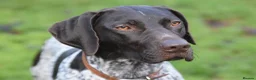 German Shorthaired Pointer dogs for stud: Proven German Shorthaired Pointer - Arthur in Gloucester - Advert 5