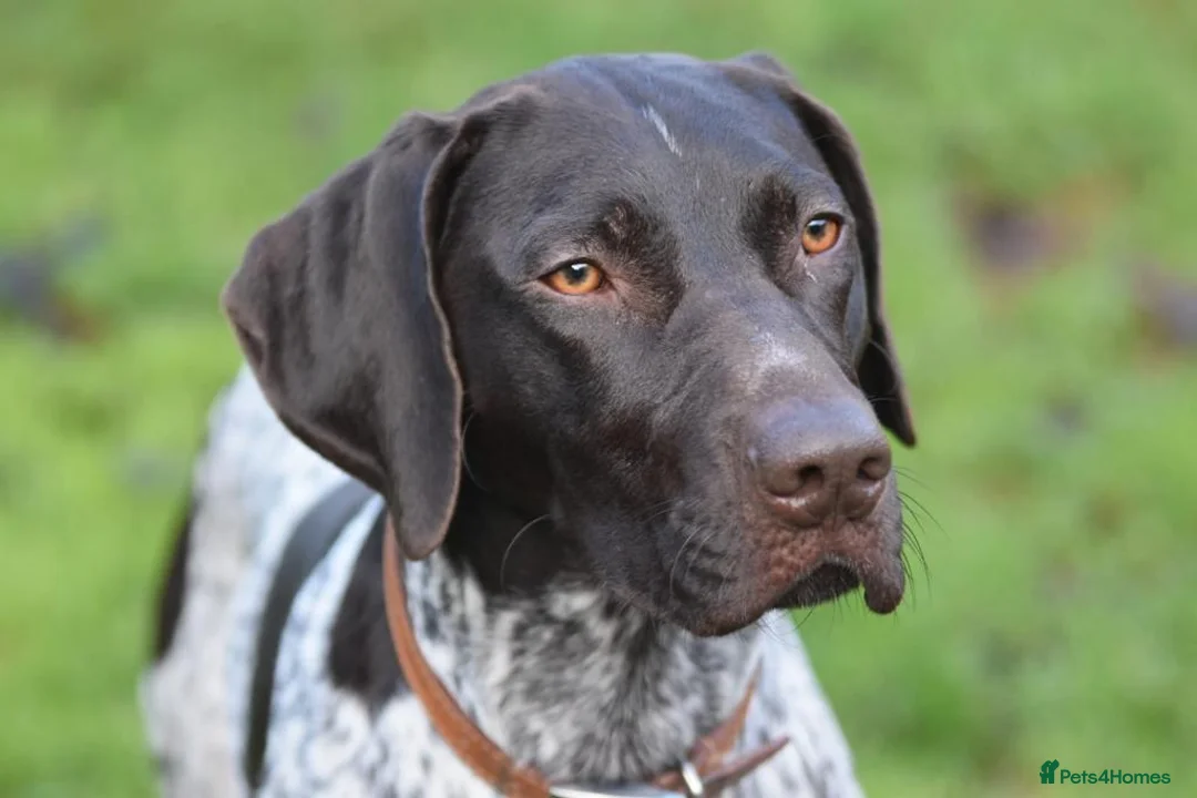 German Shorthaired Pointer dogs for stud: Proven German Shorthaired Pointer - Arthur in Gloucester - Advert 5