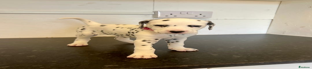 Dalmatian Puppy 6 pink collar 