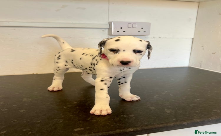 Dalmatian dogs - Advert 1