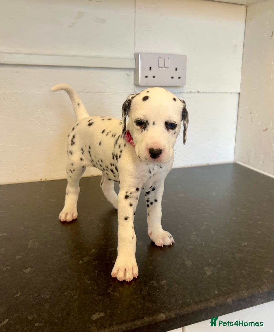Dalmatian dogs for sale: 🐶 Stunning Dalmatian Puppies Ready 28th August 🐶 - Image 1